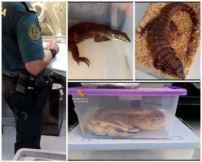 Animales incautados por la Guarcia Civil/GC.